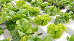 California Greenhouse Lettuce Grower Plans an Expansion to Georgia
