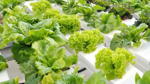 Support Grows for Hydroponics as an Organic Production Process