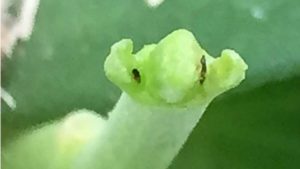 Breakthrough Study Might Have Answers For Thrips Parvispinus