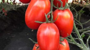 Bayer Developing Disease-Resistant Tomato Varieties