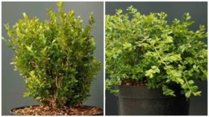 Efforts to Build a Better Boxwood Pay Off