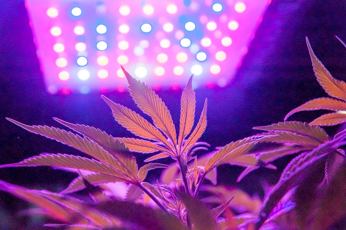 Lighting Strategies for Higher Terpene and THC Content in Cannabis -  Greenhouse Grower
