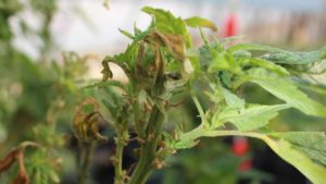 5 Tips to Fight Gray Mold in Cannabis