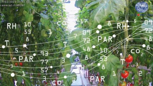 Innovative Lessons From the Autonomous Greenhouse Challenge Winners