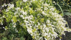 Shrub: Deutzia 'Chardonnay Pearls'