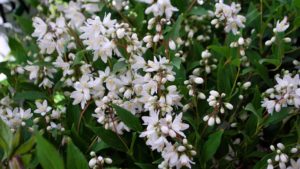 Shrub: Deutzia 'Yuki Snowflake'