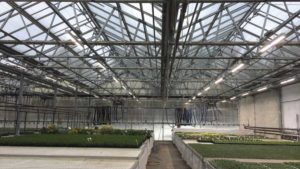 How an Unusually Dark Spring Can Affect Your Greenhouse Crops