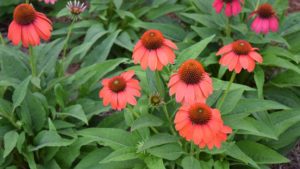 Perennial: Echinacea 'Artisan Red Ombre'