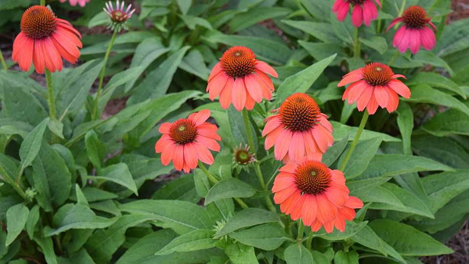 Perennial: Echinacea 'Artisan Red Ombre'