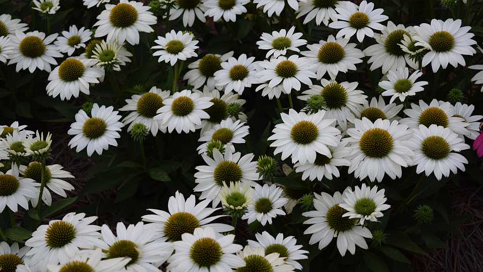 Perennial: Echinacea 'Kismet White'