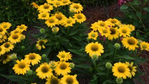 Perennial: Echinacea 'Sombrero Poco Yellow'