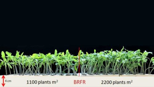 How Red and Far-Red Light Ratios Impact Plant Development