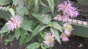 Is Powdery Mildew What’s Really Plaguing Your Perennials?