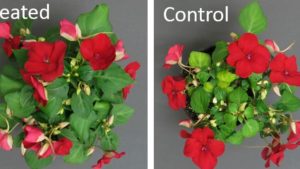 Prime Your Plants for Success with Biostimulants