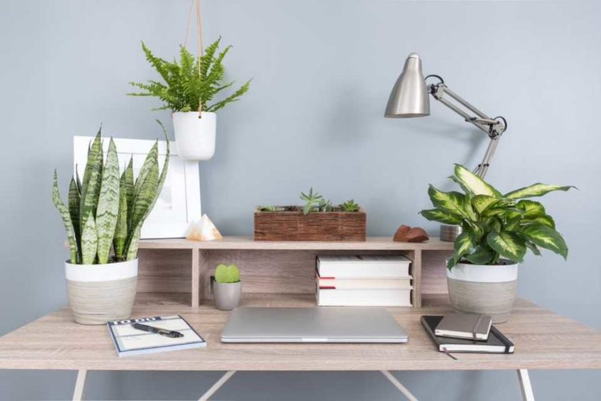 From Houseplants to Back Yards: Six Trends That Will Drive Consumer ...