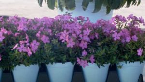 Hem Genetics Displays New Plant Variety Intros