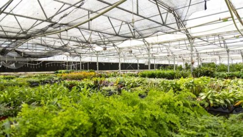 ‘Tis the Season: Severe Weather Tips for Your Greenhouse