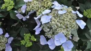 Green Fuse Botanicals Dishes on Day Length Neutral Perennials