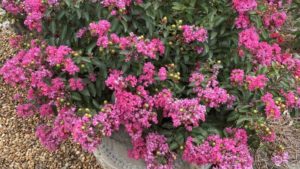 Shrub: Lagerstroemia 'Great Myrtle Cherry Delight'