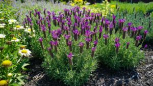 What’s New in Perennials? Find Out at a Virtual National Symposium