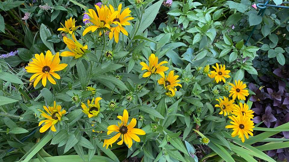 Perennial: Rudbeckia 'American Gold Rush'