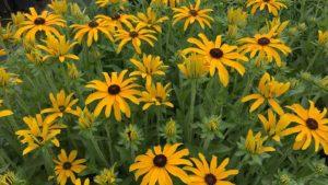 Perennial: Rudbeckia 'Glitters Like Gold'
