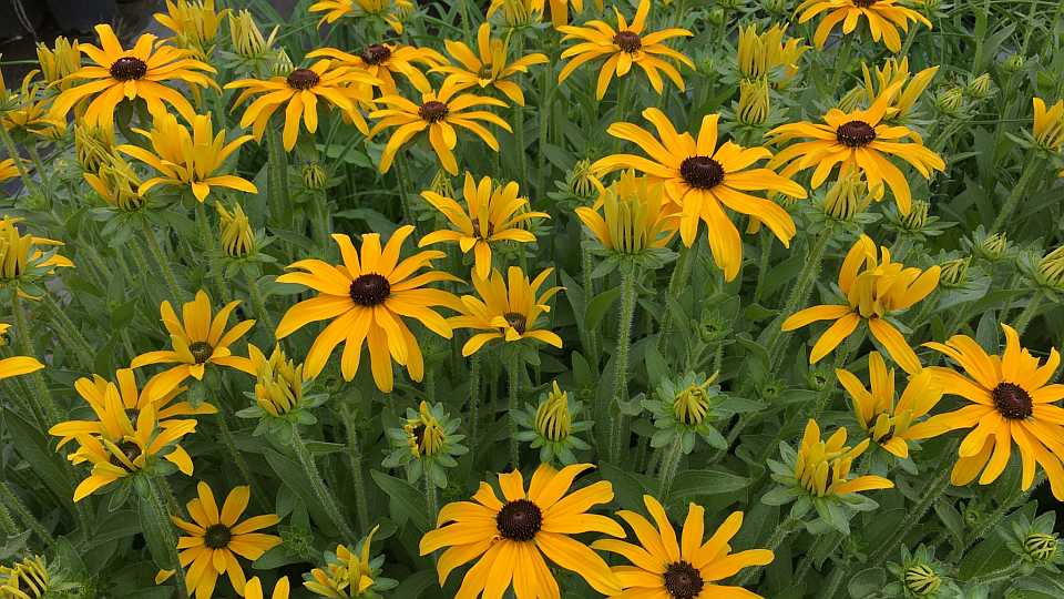 Perennial: Rudbeckia 'Glitters Like Gold'
