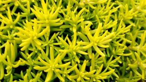 18 Plant Varieties Handpicked for Grower and Retailer Success