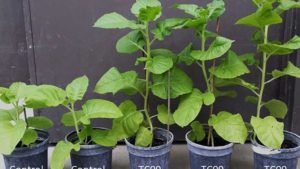 How a Natural Fungus Can Boost Plant Growth