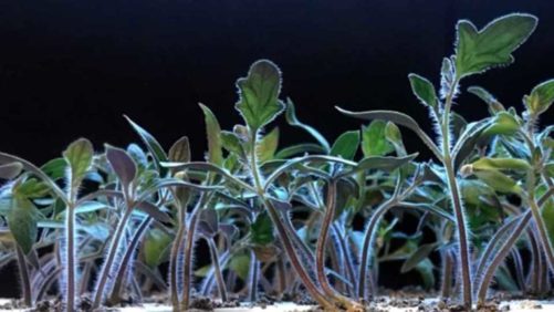 How Far-red Light Enhances Density of Tomato Seedlings