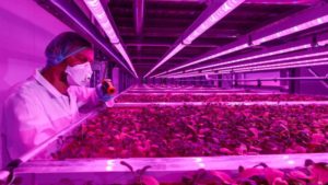 Vertical Farming Seen as Possible Solution To Food Supply Disruption