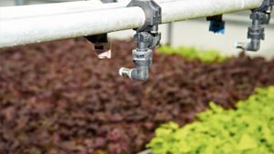 There Are Knowledge Gaps in Controlled-Environment Growing, But We Can Fix Them