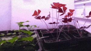 Care to See Your Plants to Dance? They Do