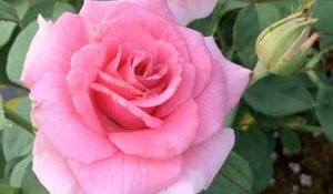'Brindabella Pink-Princess' (Suntory Flowers)