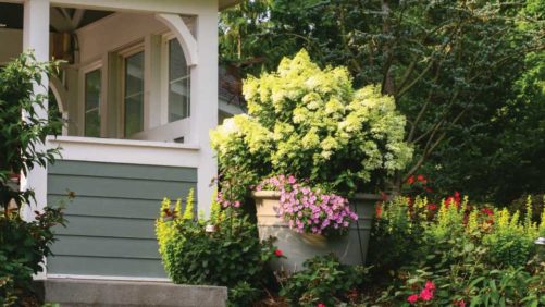 The Top Trends Driving Perennials and Shrub Sales