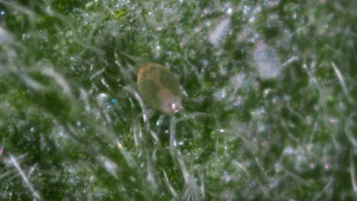 Biobest, Plant Products Partner on Plant Protection Solutions