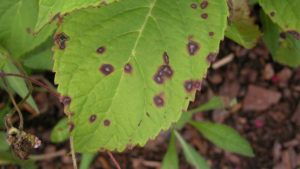Now is the Time to Watch for Fungal Disease in Hydrangeas