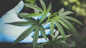 Expert Insights on the Keys to Successful Cannabis Production