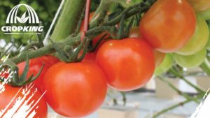 How to Get Your Greenhouse Production Questions Answered