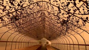 West Coast Cannabis Growers Feeling the Heat from Wildfires