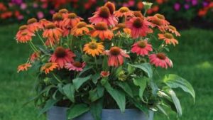 Inside Scoop on the First Hybrid Seed Echinacea 