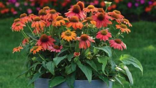 Inside Scoop on the First Hybrid Seed Echinacea 