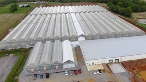 How AgriTech Is Playing a Key Role in Greenhouse Vegetable Production