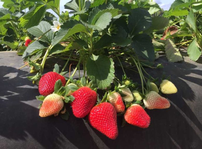 Strawberry 'Florida Brilliance'
