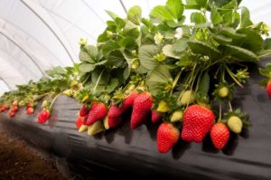 Strawberry 'Florida Radiance'