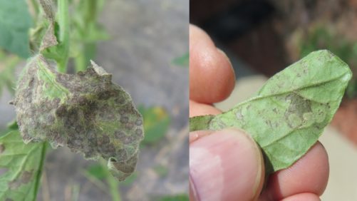 What to Know About Tomato Spotted Wilt Virus in the Greenhouse