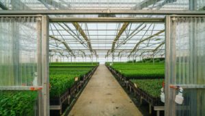 TreeSource Goes All In(doors) on Citrus Production