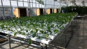 5 Top Takeaways From Trial of Hydroponic Kale Cultivars