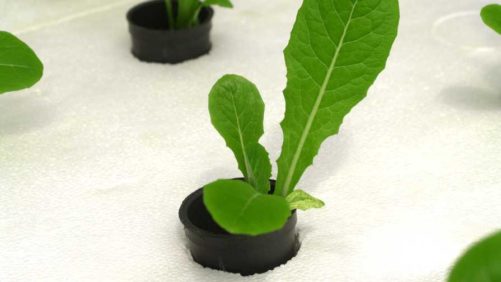 Hype for Hydroponic Growing: The COVID-19 Effect