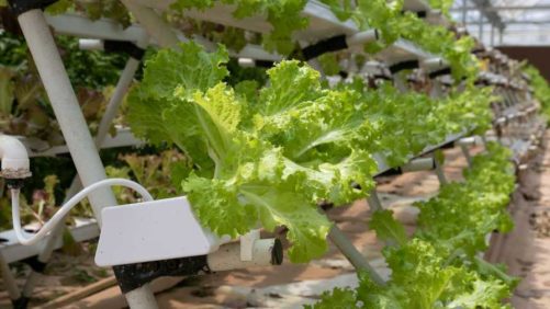 Appeals Panel Upholds USDA’s Ability to Certify Hydroponic Organic Production